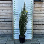 Borievka skalná (Juniperus scopulorum) ´BLUE ARROW´ - výška 125-150 cm, kont. C15L